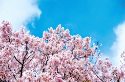 photo cerisier lors de l'hanami
